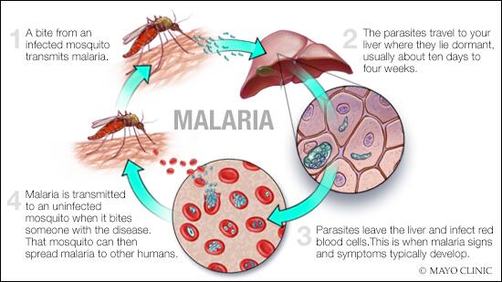 3 enfermedades mortales: Malaria, Toxoplasmosis y Enfermedad del Sueño