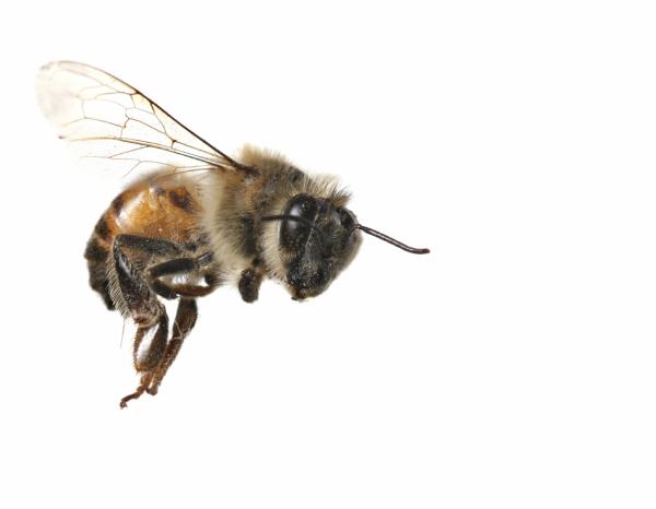 Abeja en el dedo: ¿Buena o mala suerte? Descubre su significado