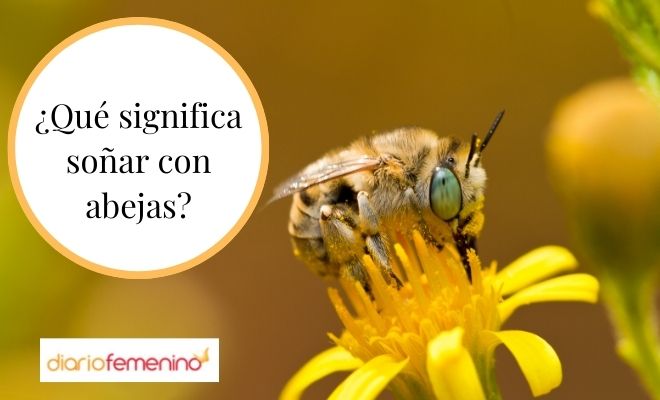 Abejas en la cabeza: ¿Qué significa soñar con ellas?