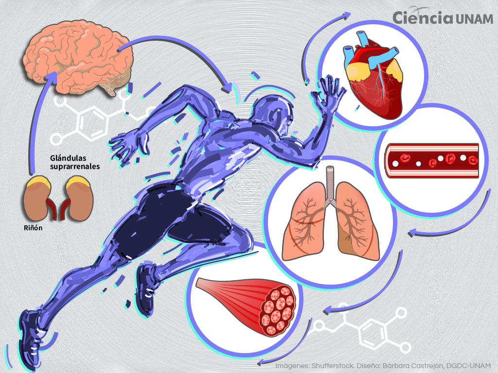 Adrenalina y falta de sueño: ¿Cómo afecta tu cuerpo?