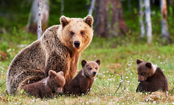 ¡Alarmante! Sueño de oso agresivo hacia alguien más