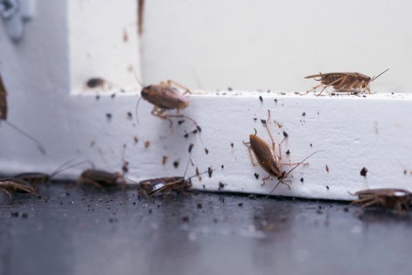 ¡Alerta! Descubre el significado de soñar con cucarachas en la cama