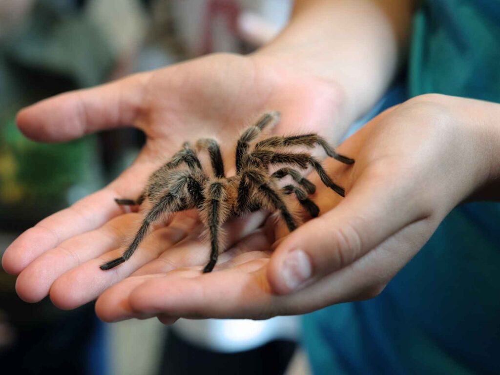 ¡Alerta! Descubre qué significa soñar con una araña que te ataca