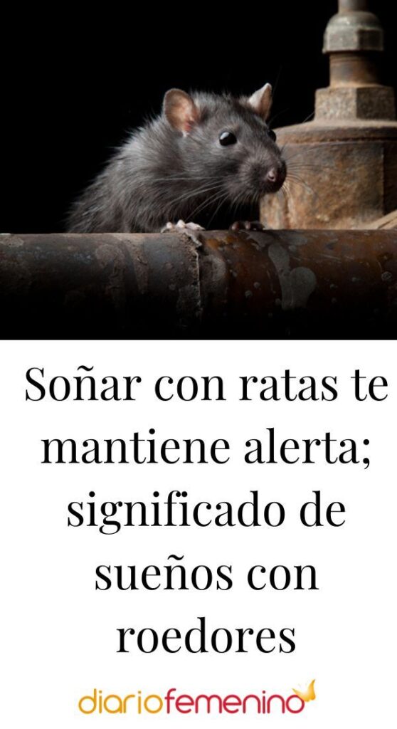 ¡Alerta! Ratas invaden tu hogar: descubre su significado en tus sueños