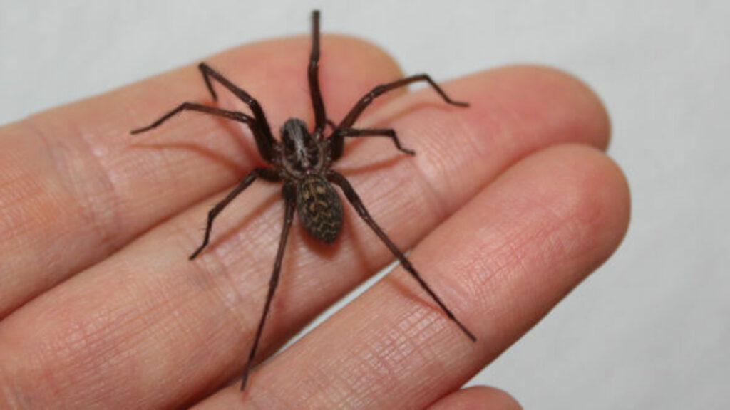 ¡Alerta! Soñé con una araña que me mordió el cuello