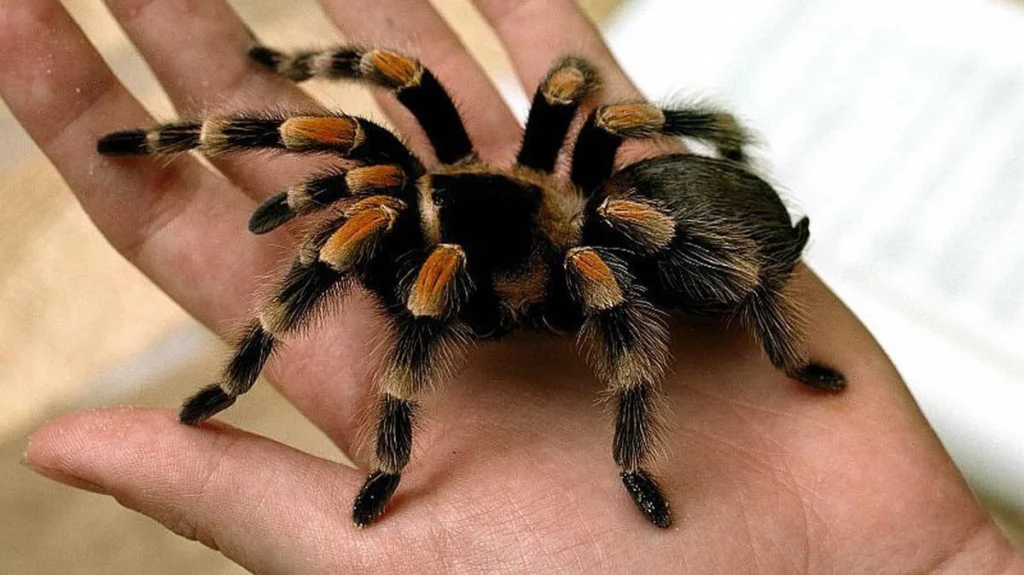 ¡Alerta! ¿Sueñas con arañas que te pican en la mano?