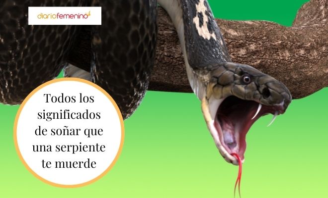 ¡Alerta! ¿Sueñas con una serpiente mordiendo tu mano izquierda?