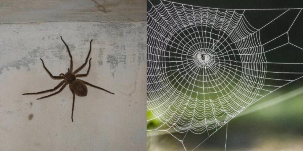 ¡Alerta! ¿Te pica una araña en el cuello? Descubre su significado