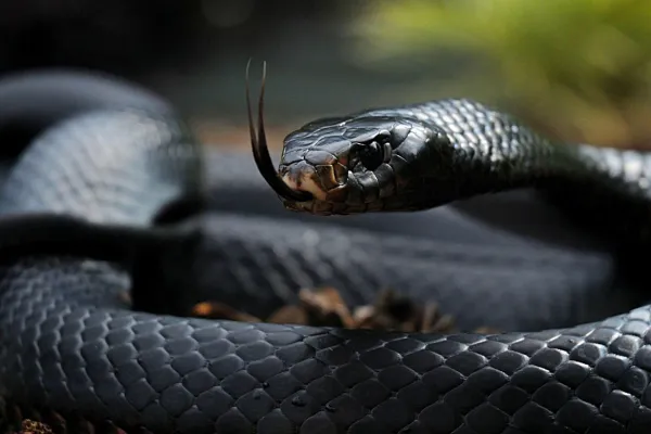 Amenaza mortal: sueño de serpiente negra atacando a otro