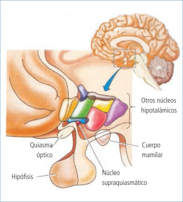 Anatomía del sueño: descubre los correlatos que afectan tu descanso