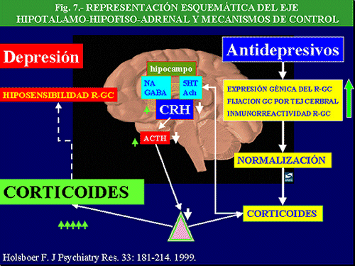 Antidepresivos y sueño: un proceso bioquímico revelado