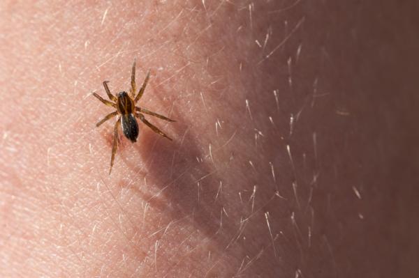 Araña somnífera: la picadura que te llevará a dormir