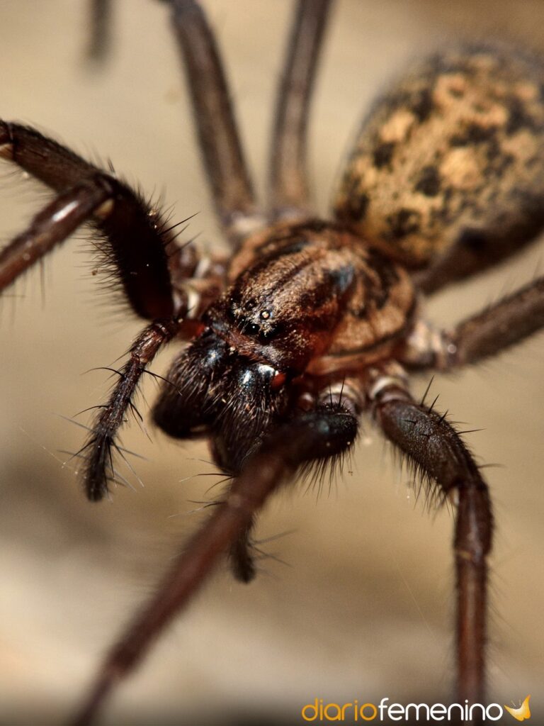 Arañas en la cama: ¿Qué significan los sueños con arañas pequeñas?