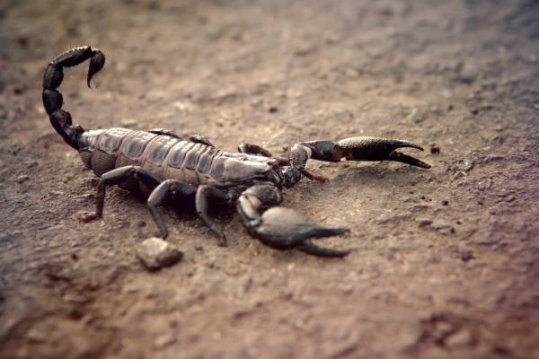 Atado por escorpiones: Descubre el significado de este sueño
