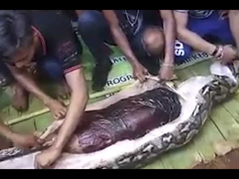 Aterradora pesadilla: Serpiente devora a una persona