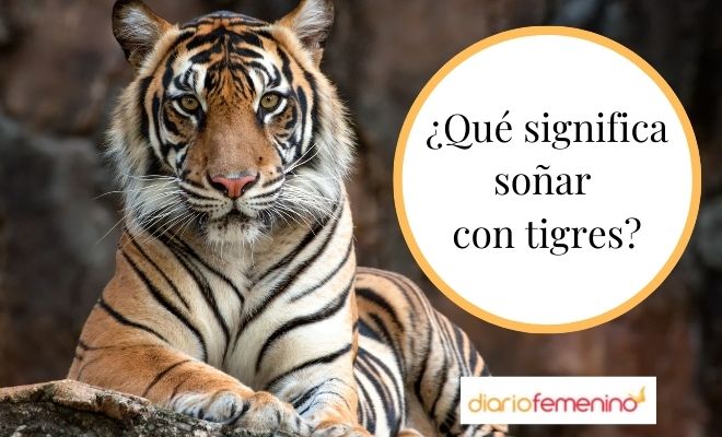 Aterrorizantes tigres blancos atacan en tus sueños: ¿Qué significan?