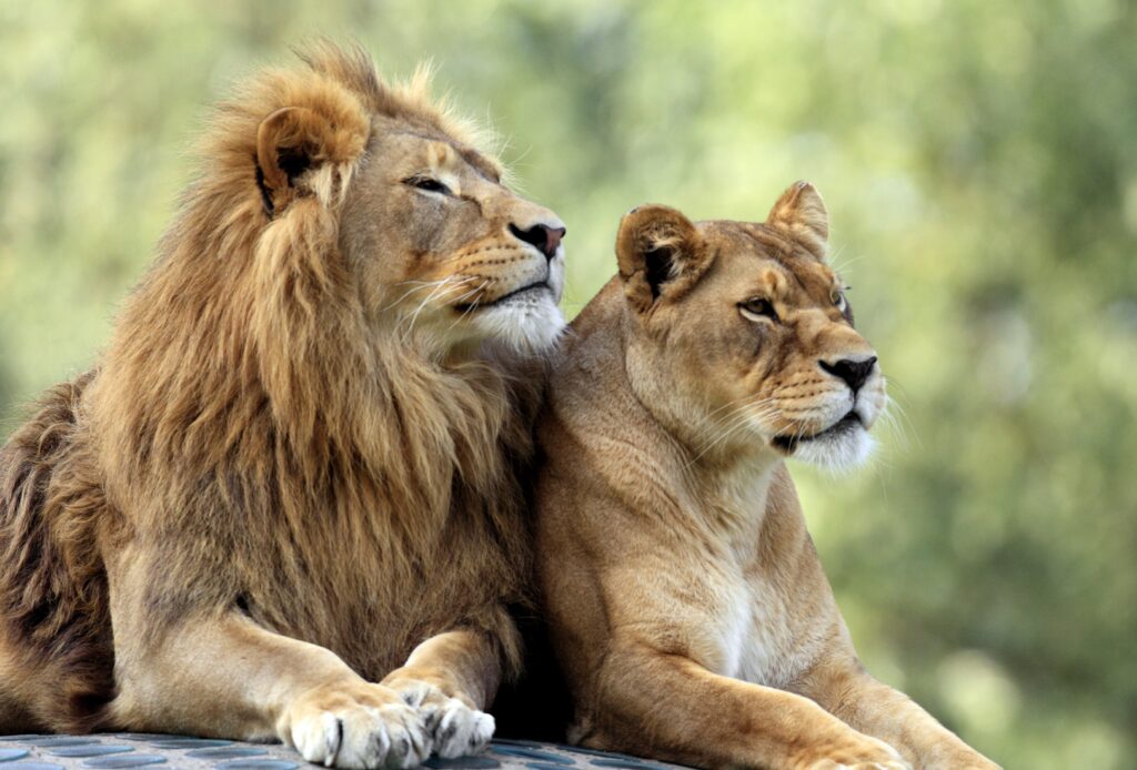 Atrévete a descifrar: ¿Por qué sueñas abrazando a un león?