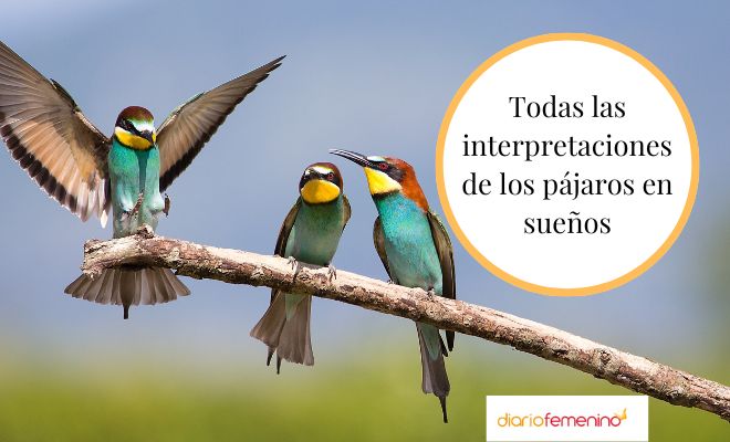 Ave en la cabeza: ¿Qué significa soñar con un pájaro posado en ti?