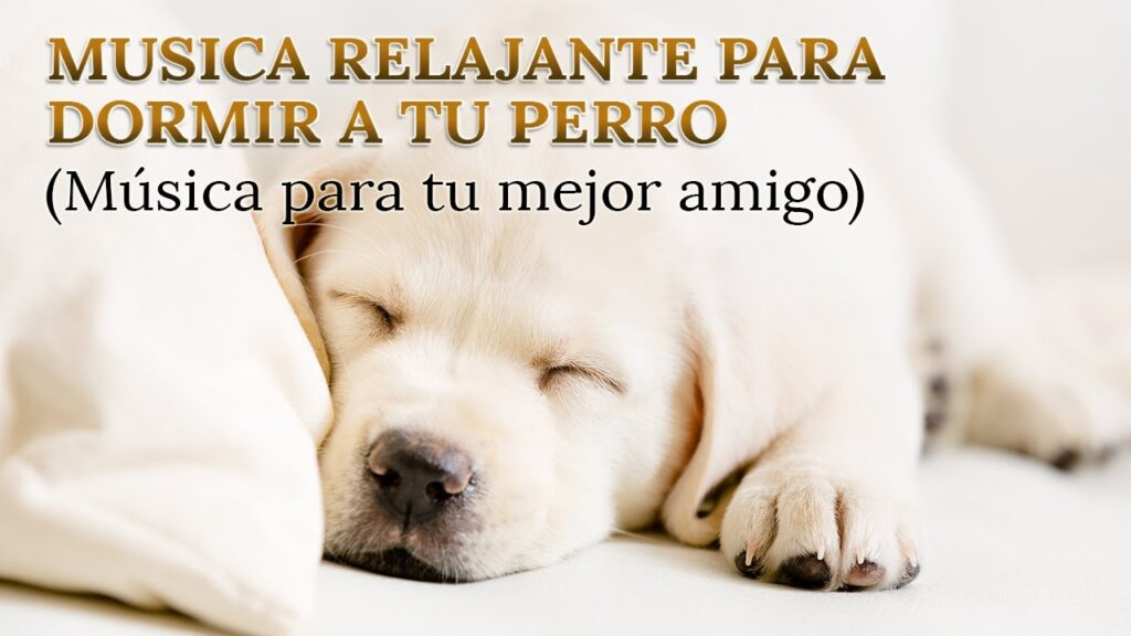 Canción para el sueño de tu perro: Relax My Dog