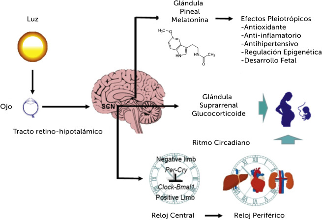 Celulas del sueño en el envejecimiento: proceso fisiológico