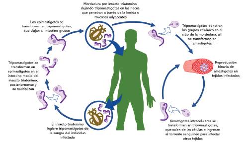 Chagas y euglena: la sorprendente relación en la enfermedad del sueño