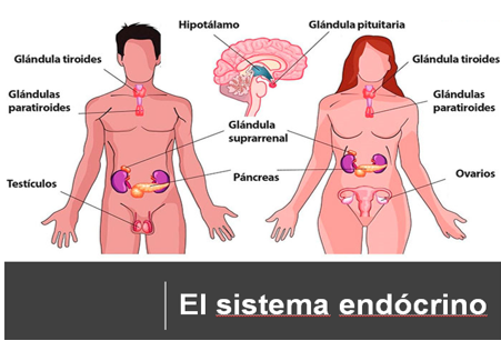 Ciclo menstrual y sueños húmedos: señales de madurez femenina