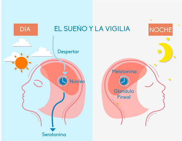 Ciclo sueño-vigilia: descubre sus claves