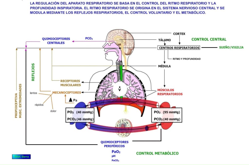 Control de la ventilación en el sueño: cambios y efectos