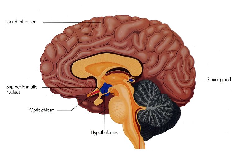 Control del sueño y apetito: descubre la parte del cerebro responsable