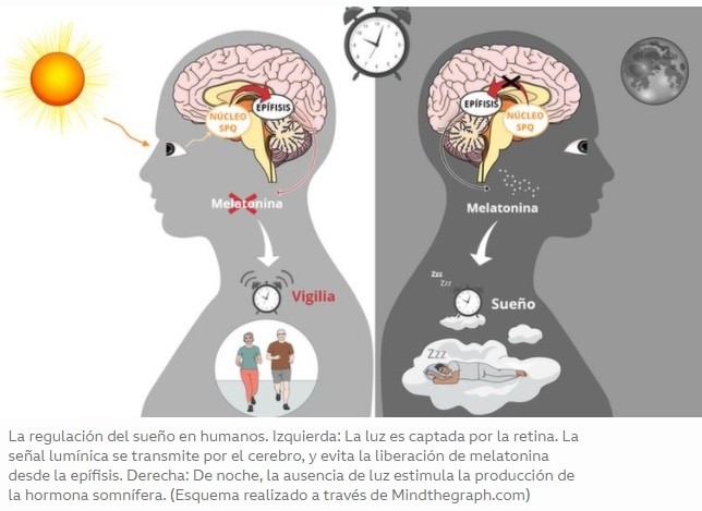 Controla tu reloj interno: modulación cerebral circadiana y el sueño