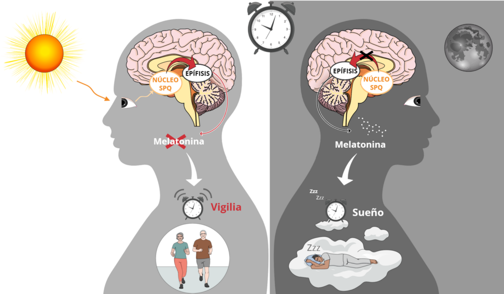 Controla tu sueño con la glándula pineal: todo lo que debes saber