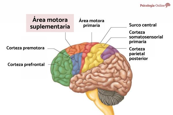 Corteza prefrontal activa en sueño: descubre su importancia