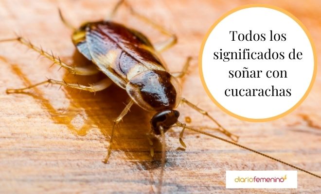 ¿Cucarachas en la comida? Descubre el significado de este sueño