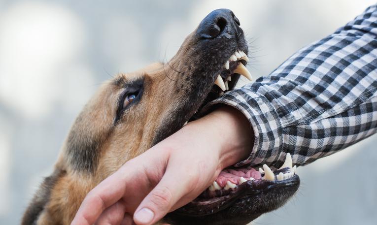 ¡Cuidado! Descubre el significado de soñar con un perro mordiéndote la pierna