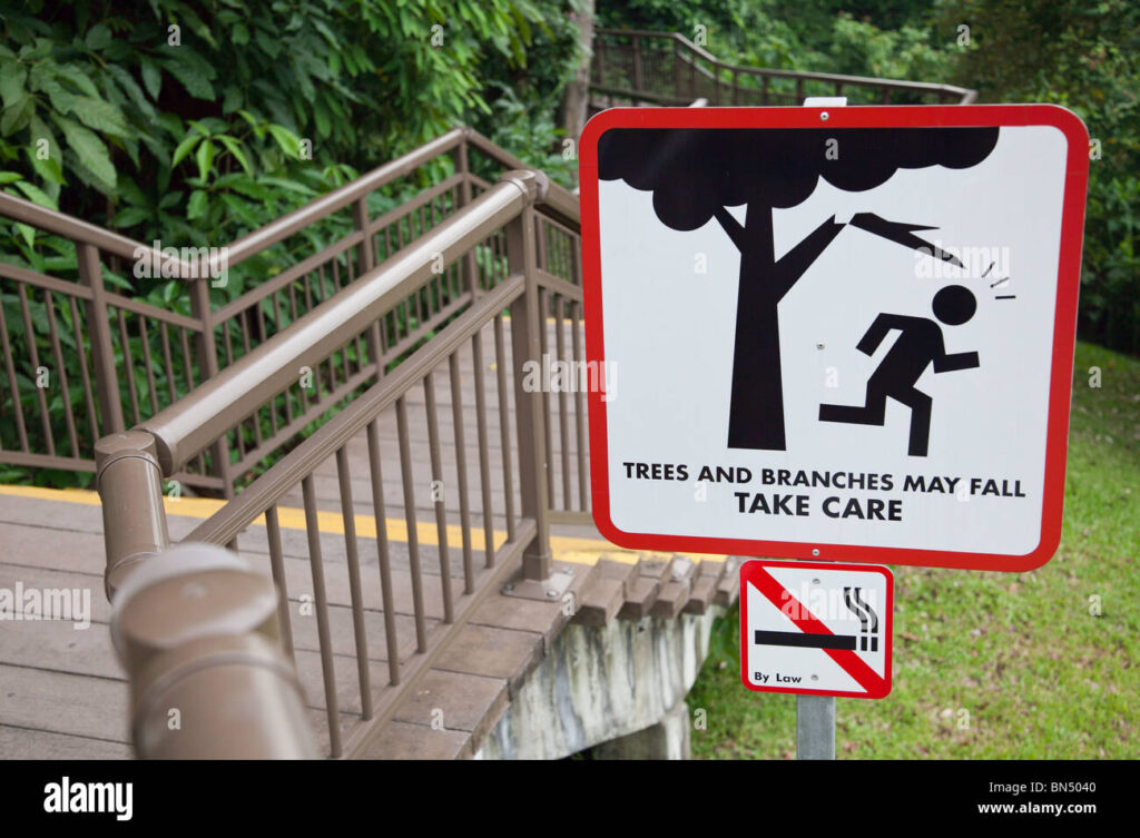 ¡Cuidado! El árbol que cae en tus sueños puede ser una advertencia