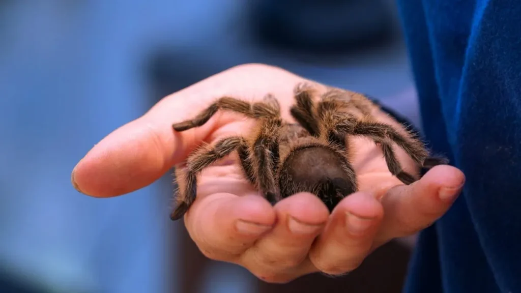 ¡Cuidado! Significado de soñar con araña mordiendo mano