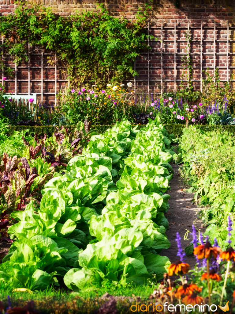 Cultivando sueños: Ojos de mar y tierra en tu jardín