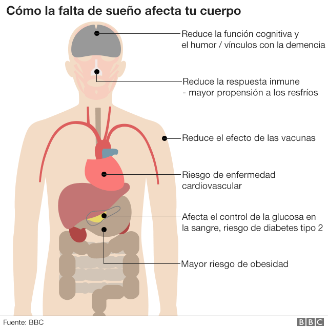 Descubre cómo el sueño afecta tu cuerpo durante todo el día