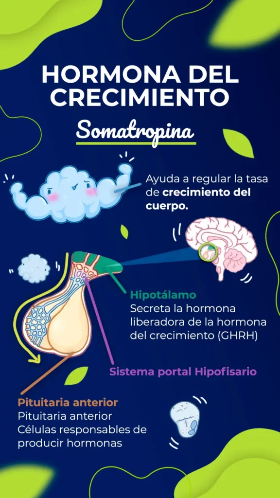 Descubre cómo la hormona del crecimiento se activa durante el sueño