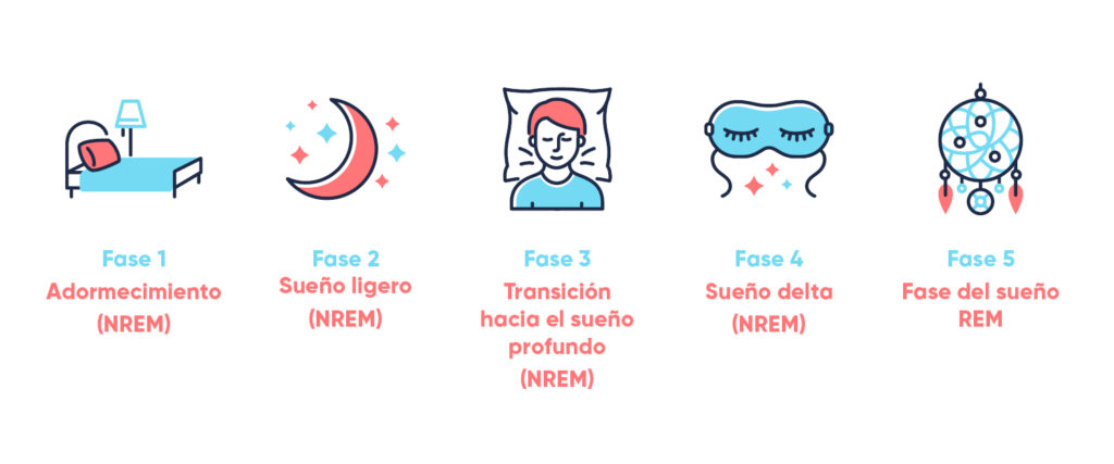 Descubre cómo las fases del sueño se relacionan con las horas del día