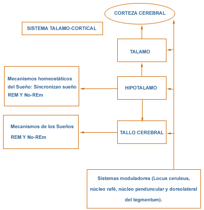 Descubre el ciclo oscilatorio del sueño en el tronco cerebral