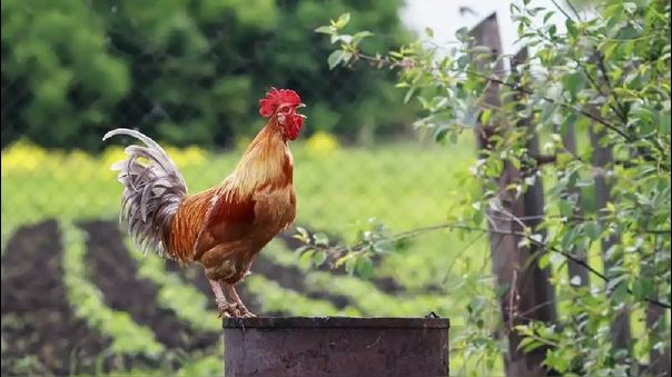 Descubre el fascinante significado de soñar con un gallo de plumas en las patas