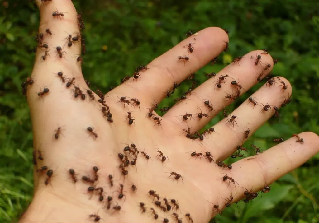 Descubre el mensaje detrás de soñar con hormigas negras en la mano