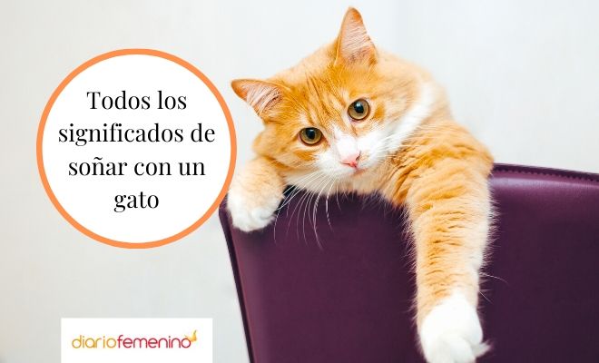 Descubre el mensaje detrás de soñar con un gato hablándote