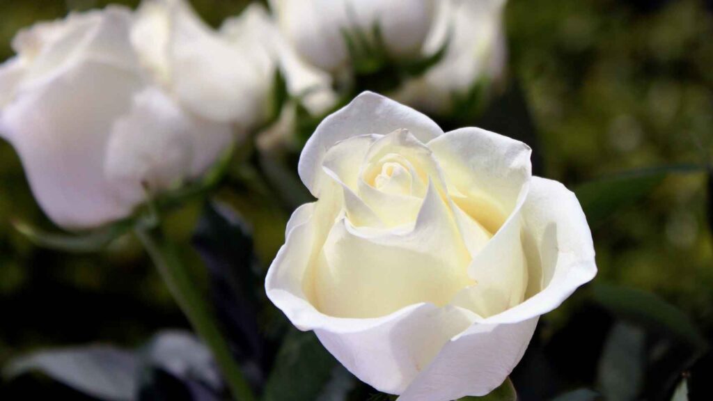 Descubre el mensaje detrás de soñar con una rosa blanca regalada