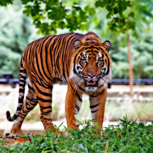 Descubre el mensaje oculto detrás de soñar con un tigre atacándote