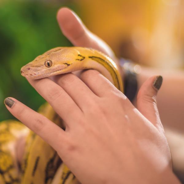 Descubre el misterio de soñar con serpiente amarilla gigante