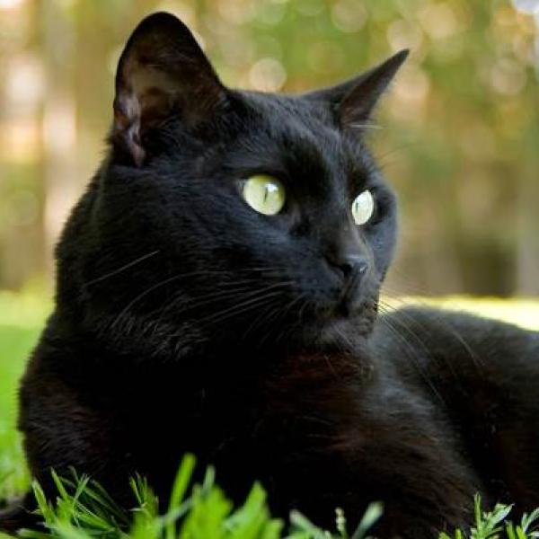 Descubre el misterio detrás de soñar con adoptar un gato negro