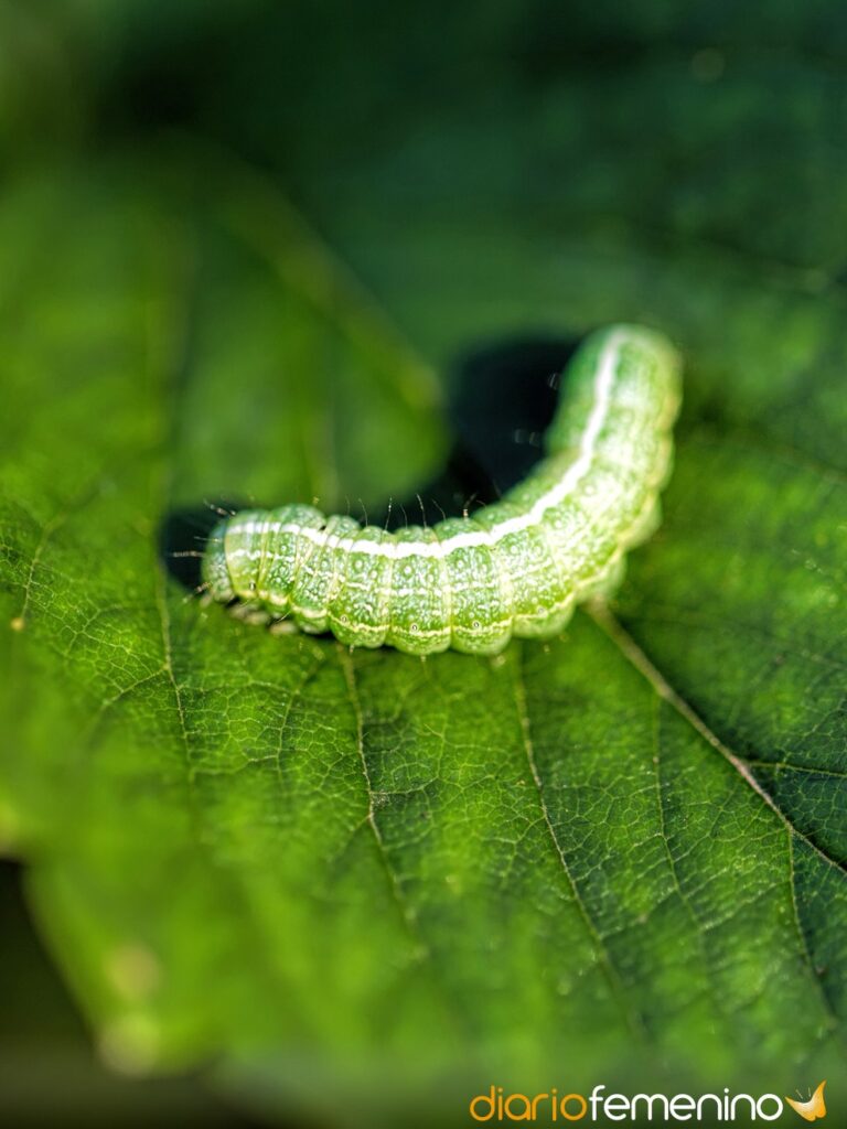 Descubre el misterio detrás de soñar con gusanos verdes en un árbol