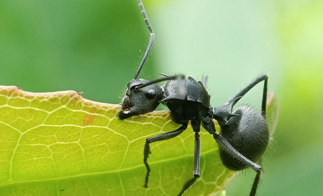 Descubre el misterio detrás de soñar con hormigas negras en la cabeza